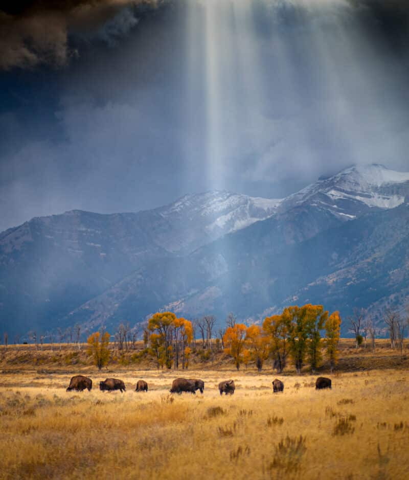 bison-beams-1-1-800x939 location photographer in raleigh durham and chapel hill north carolina