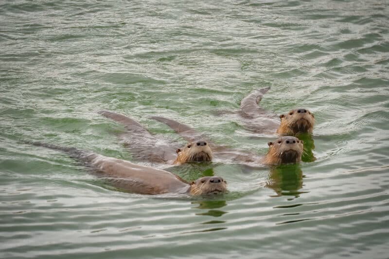 otters-2-800x532 location photographer in raleigh durham and chapel hill north carolina